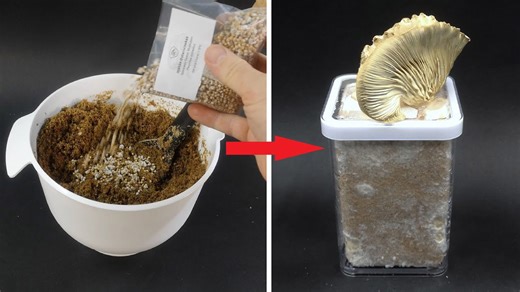 Watch mushrooms grow in a jar - amazing time lapse
