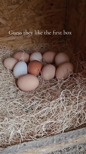 #eggs #chickentok #chickensoftiktok #laying #farmlife | chickens
