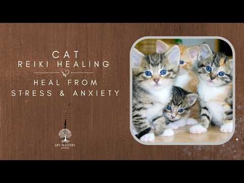 Cat Reiki Healing | Relieving Stress and Anxiety 432hz