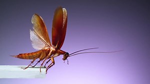 2.2M views · 9.3K reactions | The stunning closeup of a majestic...