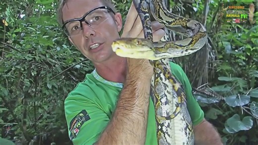 Observing massive reticulated python drinking water
