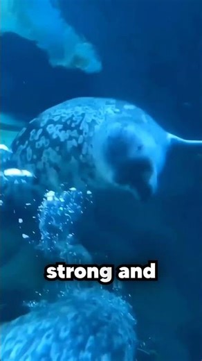 The Surprising Reason Behind Seals' Belly Slapping