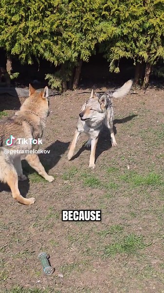 Understanding Czechoslovakian Wolfdog Play Behavior