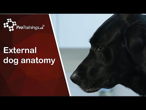 External dog anatomy