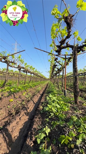 Vitis farm fresh 🇮🇳 on Instagram: "From pruning to promise — just 20 days later, our export table grape vines at Vitis Farm Fresh are bursting with healthy new growth. 🌱🍇 Every shoot represents our commitment to quality, sustainability, and the excellence our global partners trust. The journey to world-class grapes begins here!"