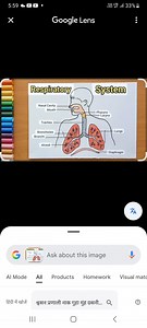 Human Respiratory System DiagramThe diagram of the human resp... | Filo