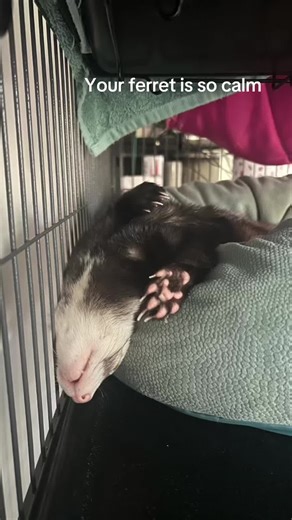 #ferret #ferretsoftiktok #ferretvideos #ferretlove #ferretlife | Ferrets Of TikTok