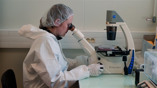 Rozwój nokautujących linii komórkowych mięśni przy użyciu edycji genów CRISPR/Cas9 za pośrednictwem lentiwirusa