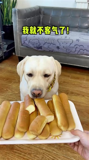 11K views · 199 reactions | Gouzi The poop shoveler and I are the best in the world!  #dog #dogfunny #yituo #doglover | The pot ring is a Labrador | Facebook