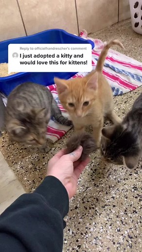 petspluschelsea on TikTok