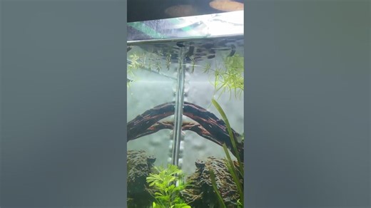 Aquarium Fish Design