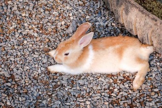 My Rabbit is Dragging Their Back Legs - Hind Legs Not Working