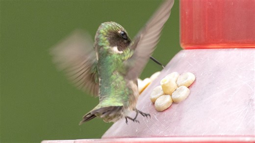 Get your hummingbird feeders ready. They're almost back. See interactive map