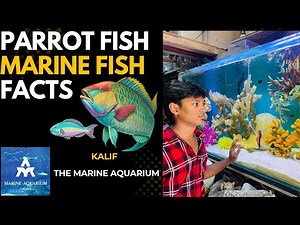 Parrot Fish Facts & Care Tips | THE MARINE AQUARIUM - Kalif