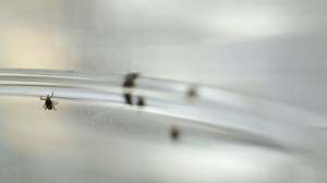 Consumer Reports: Best insect repellents