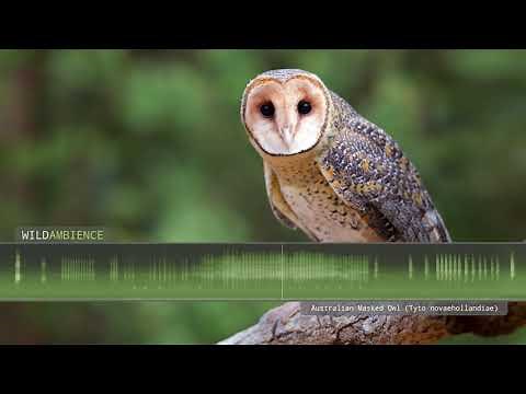 Australian Masked Owl - Sounds and Calls