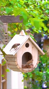 Bird Feeder and Birdhome Making From Old Pallets #birdhouse #birdfeeder #bird #birdphotography #birdwatching #birdlovers #woodart #wooddesign #woodcraft #woodworking #wood #tipswoodworking #wooddiy #woodwork #woodjoinery #Japanesejoinery #joinery #amazing #FacebookReelsContest #Wow #tricks #reelsfb #reelsviral #reels​ #carpentry #carpenter | Woodworking Ideas