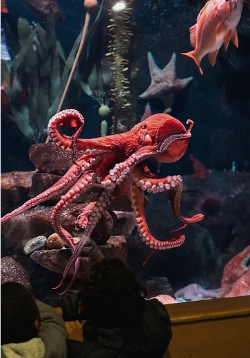 Discover the Wonders of Georgia Aquarium