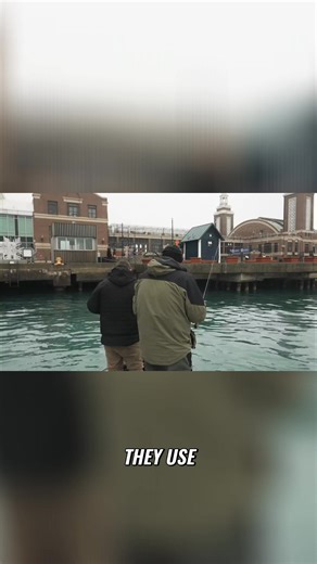 Lake trout are using the walls as a highway! Vertical jigging is the key, whether you're using active target or fishing blind. The Thin Fisher by Berkley, especially the gold color, is a favorite because it mimics the perch they are foraging. Find more great MWO content at https://linktr.ee/midwestoutdoors ! #lakemichigan #laketrout #fishing #verticaljigging #berkley #mwo | MidWest Outdoors USA