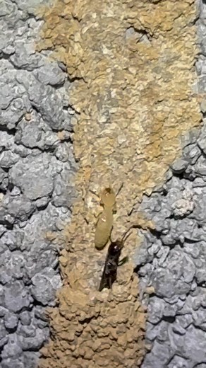 The best way to get rid of termites is to use CSI Pest Pruducts like taurus. Check out their website here https://hubs.la/Q01KSs9M0 #pestcontrol #termites