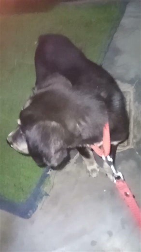 how to stop puppy biting#short