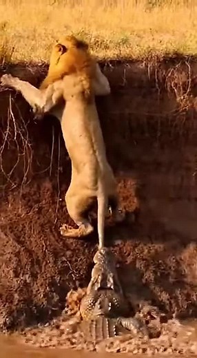 Exploring the Majesty of Lions in the Wild