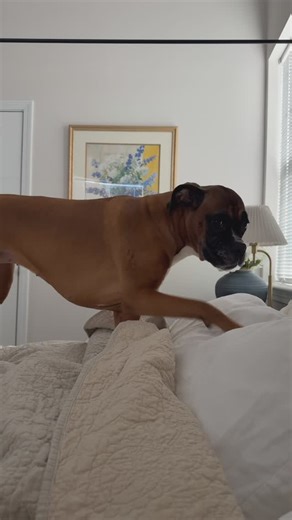 Princess Poppy on Instagram: "Poppy says no one's sleeping until I am tucked in with my mask and my iPad 🤣😩👑❤️📱💤 #boxerdog #boxerdogfans #boxerdogsofinstagram #dogsofinstagram #boxerdogmom #souldog #heartdog #boxermom #boxerdogprobs #dogmomprobs #spoileddogs #fyp #foryou #foryoupage #funnydog #heartdog #doglover #animallover"