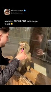 10M views · 162K reactions | These monkeys freaking out over magic tricks  | niickjackson | Facebook