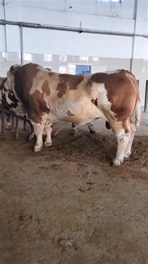 Watch cow mating love #cow #cows #cowmatimg #farm #cattle #farmlife #animals #calf #milk #cowstagram #farming #nature #animal #cowgirl #cowsmakemehappy #love #dairy #highlandcow #moo #farmer #happycows #cowsofig #bull #cowlove #agriculture #cowlover #cowsarecool #dairyfarm #photography #babycow | Animalsgo
