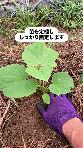 秋きゅうり、秋ズッキーニ 定植‼️ .#秋きゅうり栽培 #秋ズッキーニ栽培 #あんどん掛け #無農薬栽培