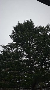 5.8K views · 183 reactions | Currently snowing in Echoland. One more powday??? | Hakuba | Facebook