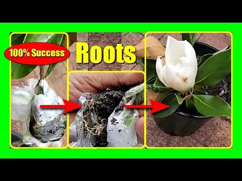 Air Layer Magnolia Tree | Easy Magnolia Propagation Trick!