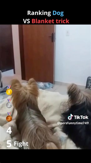Ranking Dog VS Blanket Trick!