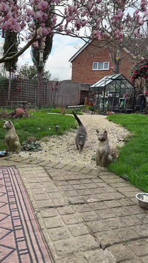 Somebody said food time? 🤭 Kylo Ren 👽 #cat #funnycat #fyp #livehighlights #foryoupage❤️❤️