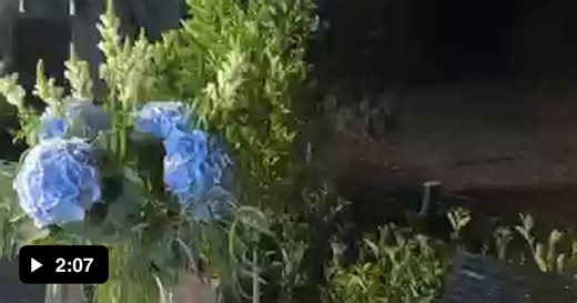 She sells sea shells - Video