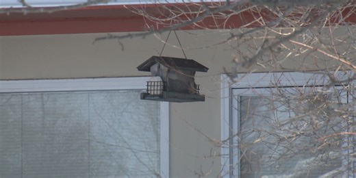 Window strikes kill up to a billion wild birds a year; Alaska experts talk prevention