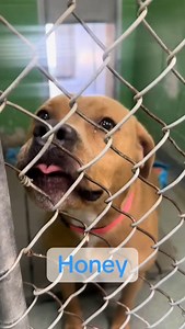 We're passing the phone to shelter dogs who've got a whole lot to say… From the goofballs to the cuddle pros, our adoptable pups are calling each other out in the cutest and most honest ways possible. Watch 'til the end and tell us: which pup you'd choose? 716-731-4368 ext 0 to meet them! #PassingThePhoneChallenge #PassThePhone #ShelterDogs #Adopt #WhoLetTheDogsTalk #RescueDogs #FurryPhonePass #DogTok | Niagara SPCA