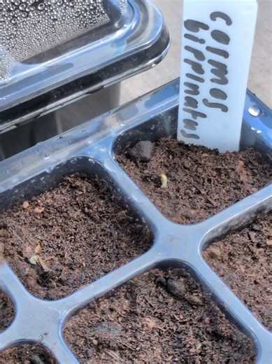 Cosmos Seedlings Sprouting in Just 2 Days! 🌱