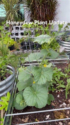Honeydew Plant Update #melon #garden #fruit