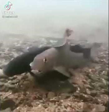 fish screaming and farting 🤣