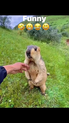 Funny Talking Groundhog #FacebookReelsContent #facebookreelsviral #facebookreels #funnyreels #funnytalking #funnygroundhog | Francine Brown