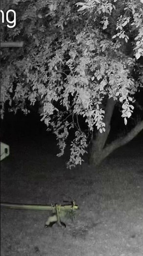 Pepe Le Pew enjoying a late night stroll 😊🦨 #wildlife #wildanimals #westernmass #skunks