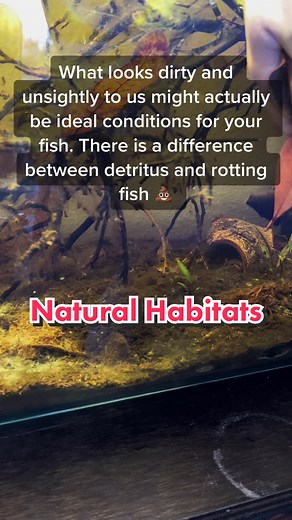 Understanding Dirty Tanks: Creating Ideal Conditions for Your Fish
