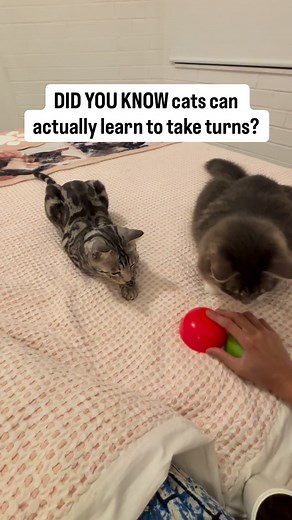 Cora | A guide to raise a smart Bengal 🐾 on Instagram: "Cats are capable of learning patterns, cues, and sequences. Research shows they can form strong associations between sounds, visuals, and outcomes, meaning they’re not just reacting, they’re learning. I saw this firsthand with my own cats. When I tried working with them together, chaos followed, they rushed, interrupted, and competed for attention. Training them separately didn’t sit right with me, so instead of closing one behind a door, 