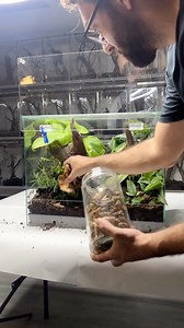 HerpTime on Instagram: "This glass enclosure is home made here at Herptime HQ, and fit for some of my favorite mainland species of anole! Its a prototype enclosure of a design I hope to be able to fine tune and build more of. The lizards going in here are going to be found near the forest floor, so the more terrestrial style of cage is fitting! They also don’t move around a great deal, so they’ll be perfectly happy and breeding in here! Lots of different tropical plants to give a bit of cover if