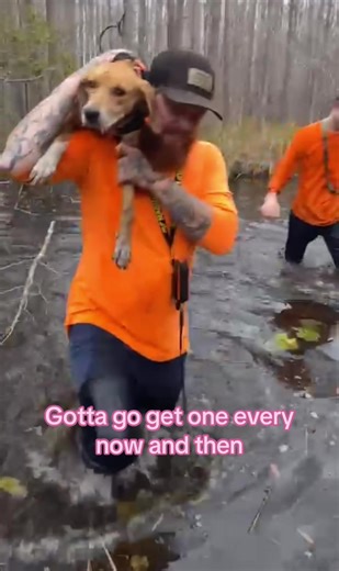 Adventures in Swamp Life with Hunting Dogs