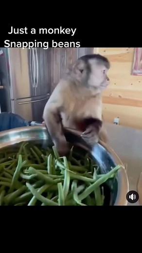 Clever Monkey Cooking Dinner with Green Beans