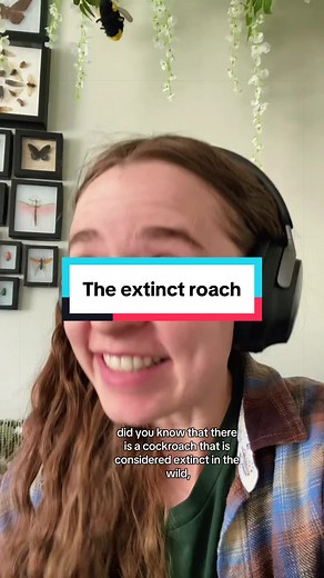 Raising Cockroaches: My Experience with “The Extinct Roach”