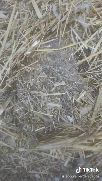 Des poux rouges dans les nids de poules