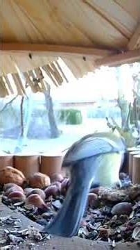 Die Kohlmeisen 🫶🏻